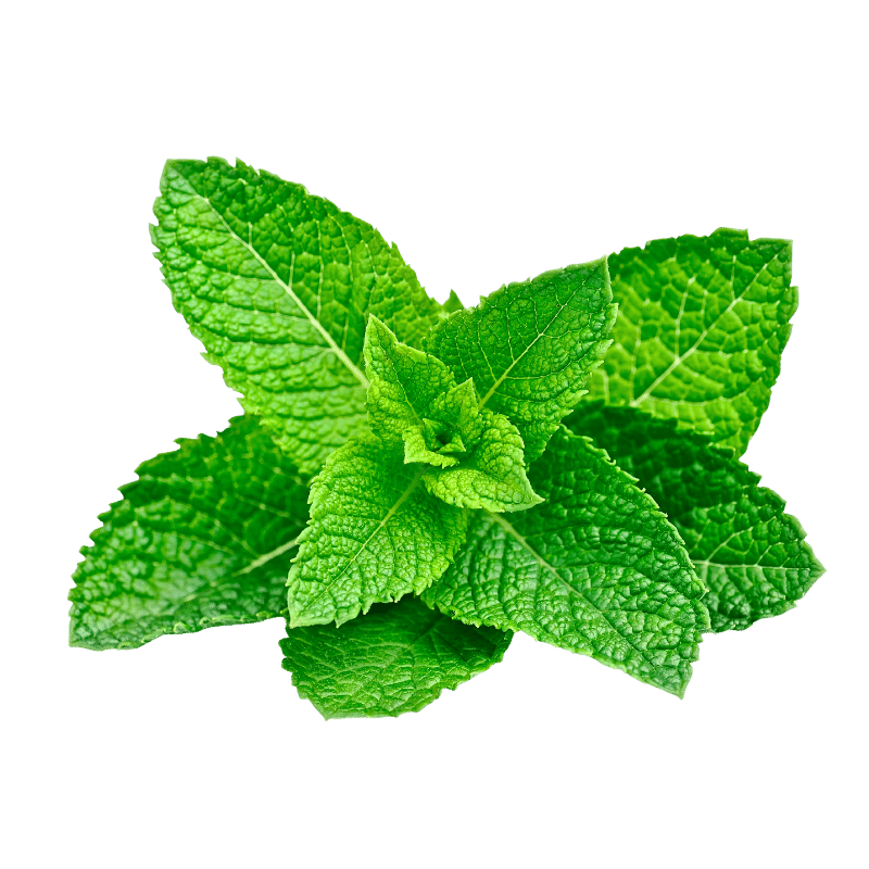 綠林花語香薄荷種子食用泡茶多年生四季驅(qū)蚊蟲陽臺盆栽庭院留蘭香薄荷種籽