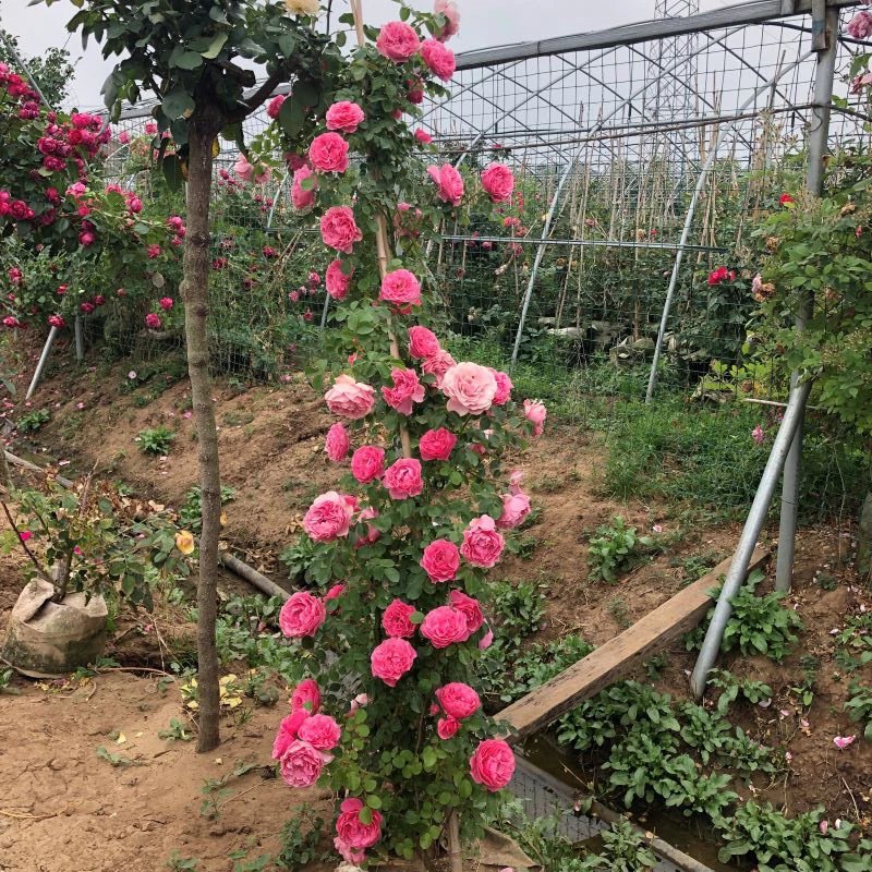 蔷薇花苗藤本月季大花浓香庭院爬藤植物花卉盆栽阳台玫瑰爬墙四季 小女孩【款,,四季循环开花】 含盆