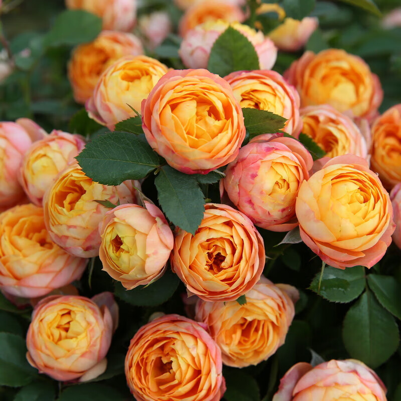 多季开花卉观花植物盆栽浓香大花玫瑰 浪漫宝贝/中2-3分支30厘米高