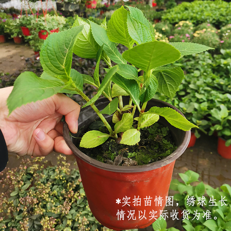 多头绣球花苗老桩无尽夏奇妙仙子小町绣球魔幻系列七彩绣球花苗盆栽地栽无尽夏150 杯 虎窝购