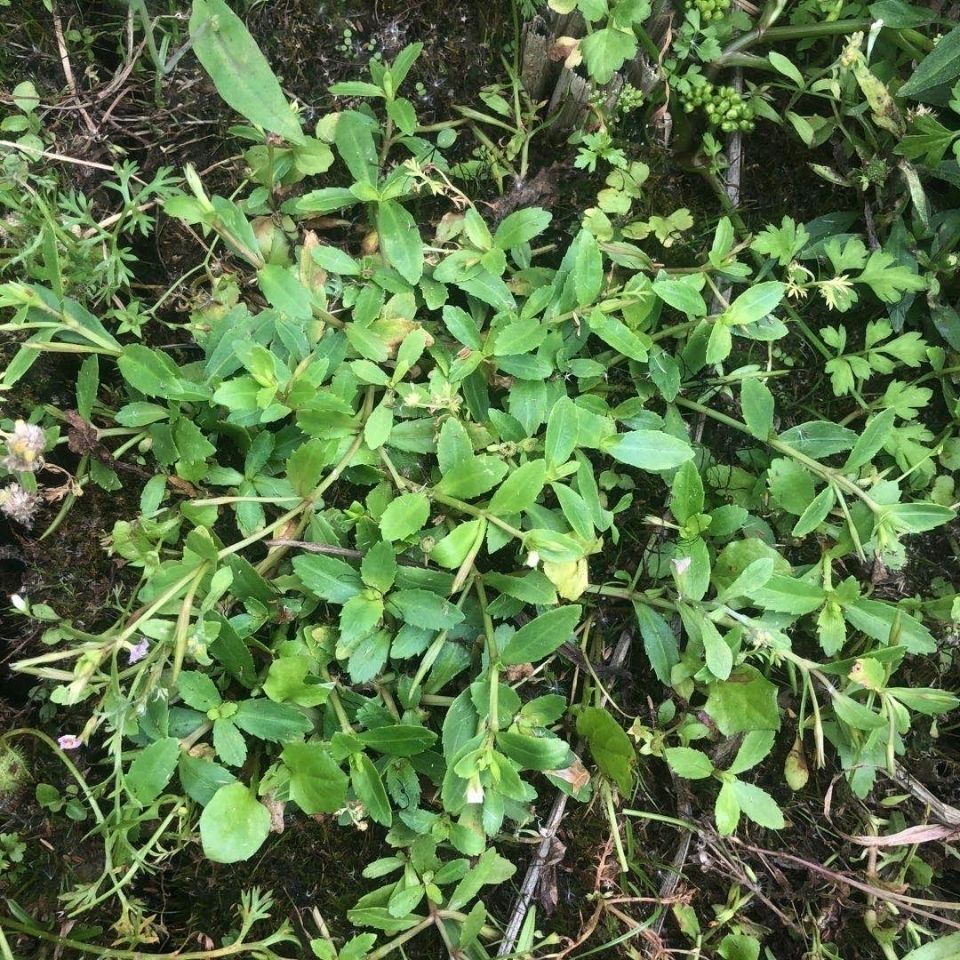 伟博新鲜青草药锯齿草定经草田乒娜泥花草菜虎舌癀500g 一斤