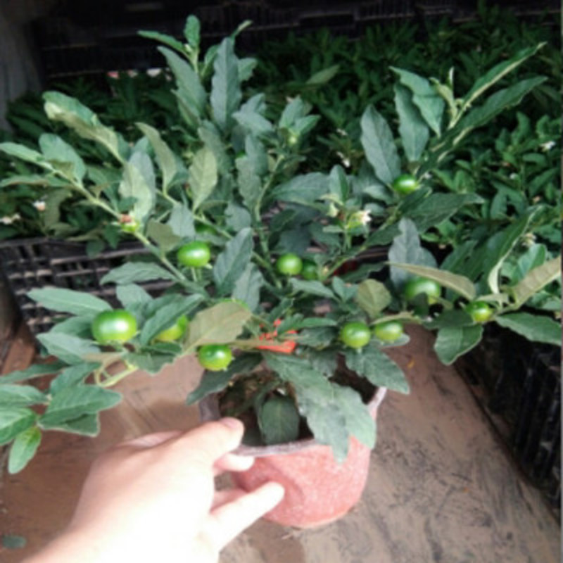 盆栽观果植物 冬珊瑚 吉庆果 看樱桃 开心桃 珊瑚豆花卉绿植 3年苗带