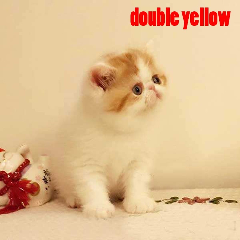 double yellow加菲猫小猫萌宠 猫咪活体短毛宠物猫 幼崽 幼猫家养