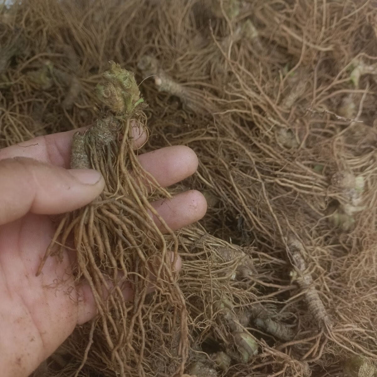 北京同仁堂原料胆头 羊耳草不带叶 纯头生鲜正宗 广现挖现发正宗 5斤