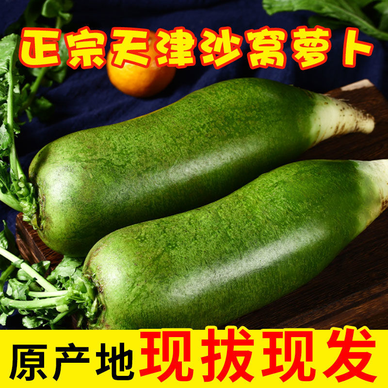 正宗天津沙窝水果萝卜 青萝卜 脆甜多汁 新鲜水果 年货过年新年水果
