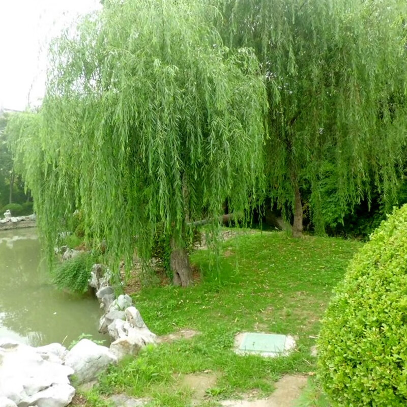 侬律 柳树苗基地直销庭院绿化垂柳树苗景观树青皮柳风景树南北方工程