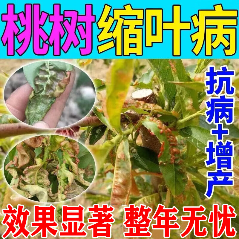 桃树缩叶病桃树叶子卷曲红斑脱落专用果树流胶穿孔杀菌病害全清 1瓶装