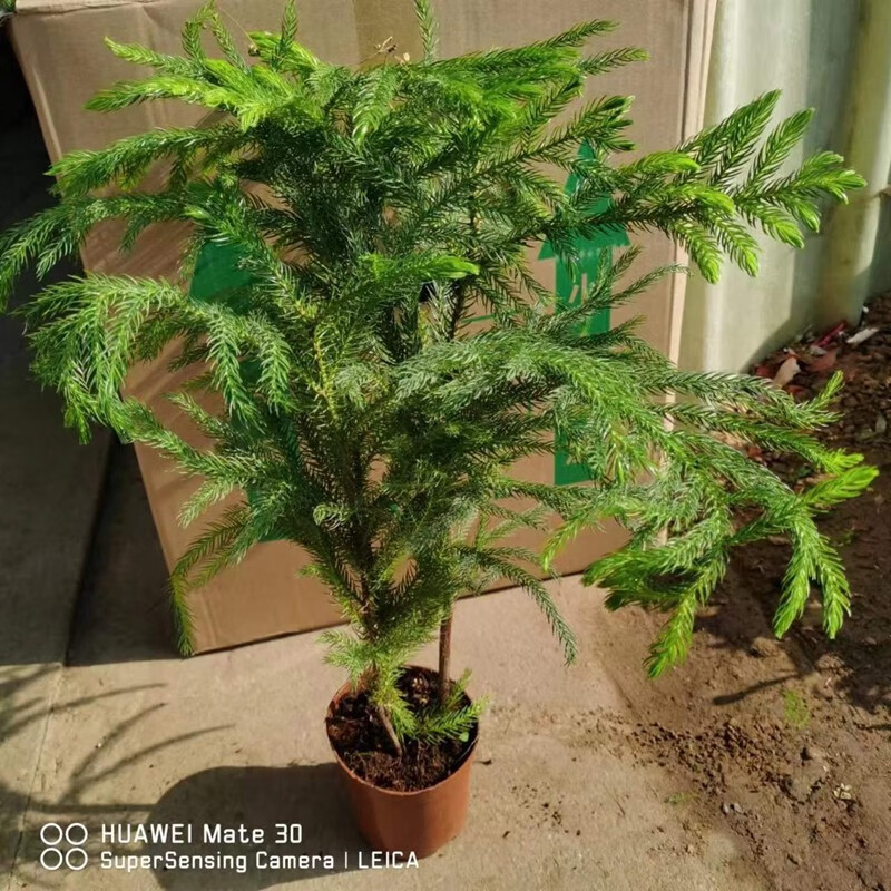 倾奢南洋杉盆栽植物盆栽南阳杉阳台常绿植物办公室盆栽圣诞树苗客厅