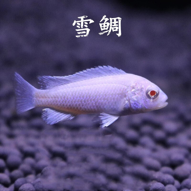 【店铺推荐】热带观赏鱼宠物鱼三湖慈鲷活体马鲷鱼非洲王子活体活鱼