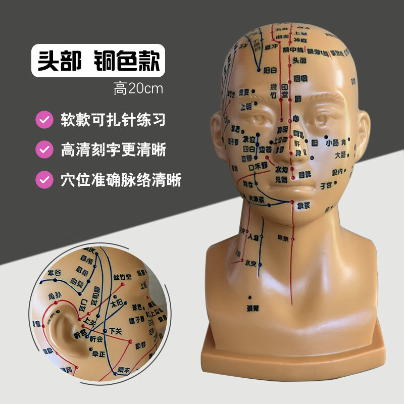 人体头部穴位模型针灸假人头模中医用教学经络图腧穴按摩美容教具 铜