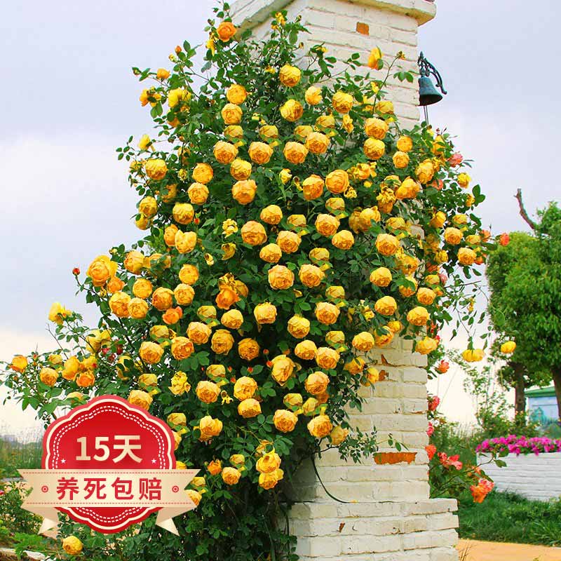 如何知道京东花卉历史价格|花卉价格比较