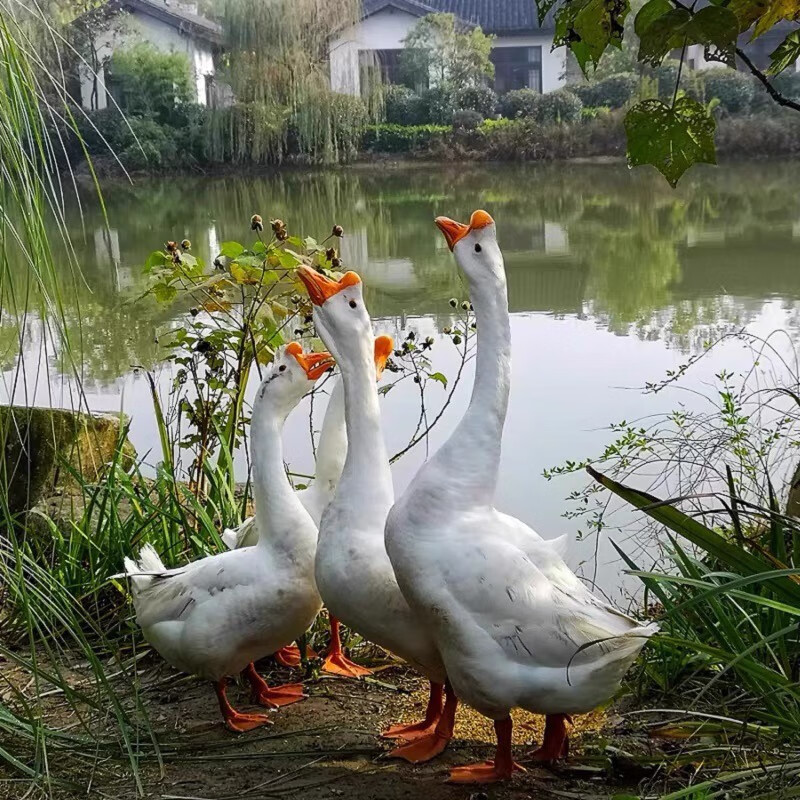 活苗特大狮头鹅鹅三花鹅脱温鹅苗包活 一斤左右 大白鹅3只  公母可选