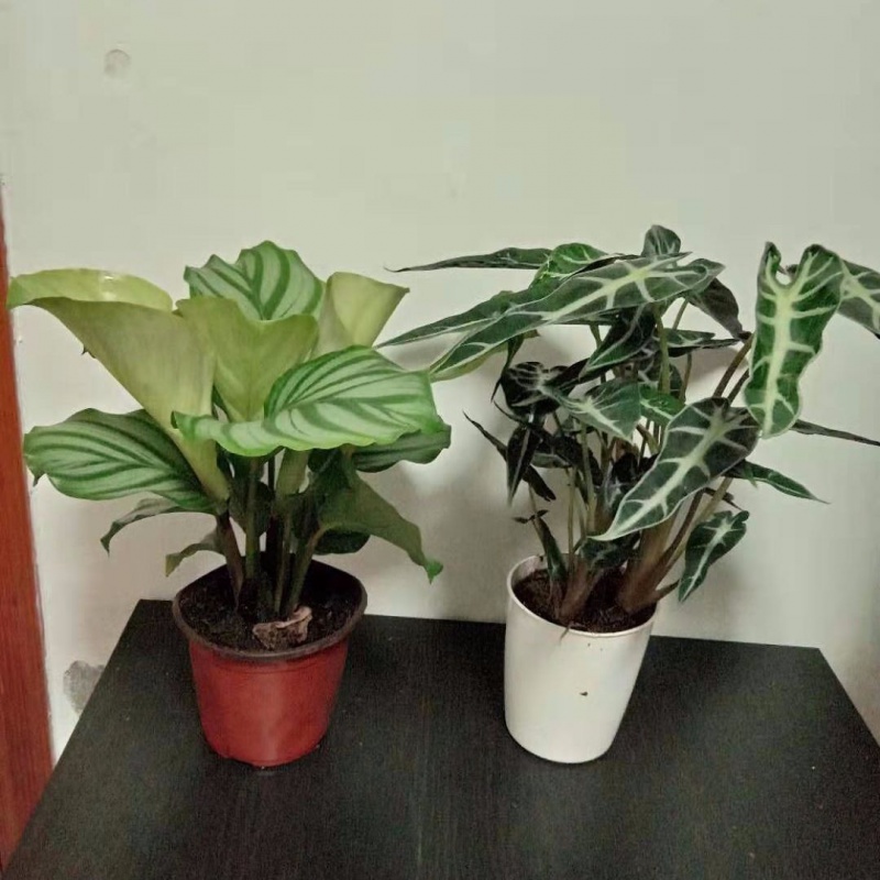 青竹芋盆栽室内客厅桌面绿植吸甲醛净化空气四季常青观叶植物 优选青