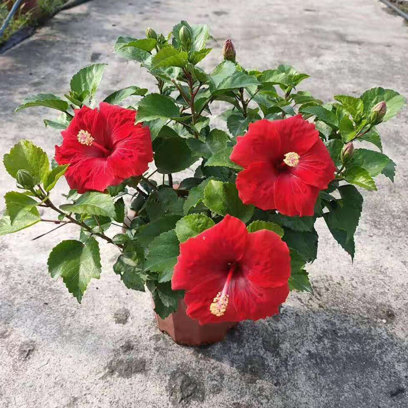 扶桑花苗巨大花重瓣大红花盆栽朱瑾牡丹带花苞阳台丹麦木槿芙蓉花 大