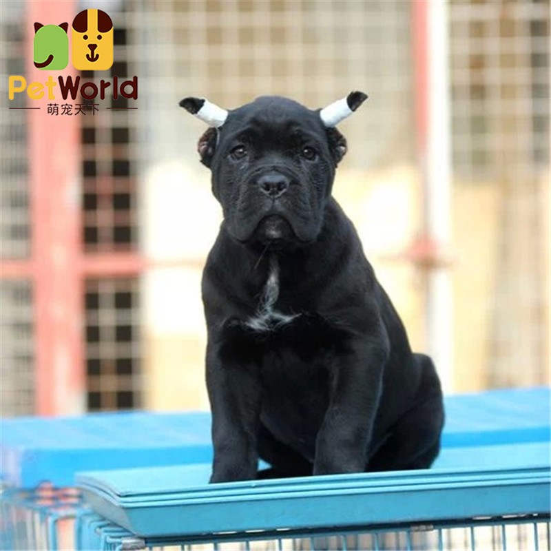 哼嘟(humdu)【30天健康保障】狗狗活体卡斯罗幼犬纯种卡斯罗犬活体