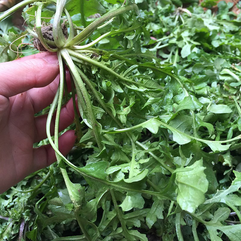 纯野生荠菜种子大叶青菜食用野菜种籽阳台盆栽春季四季播蔬菜种孑