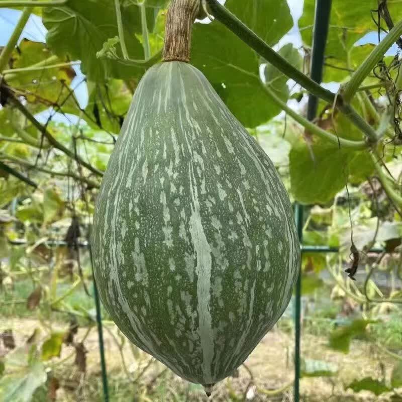 【橄榄南瓜】新品早熟流星锤橄榄蜜贵妃南瓜粉糯香甜 橄榄密南瓜【3斤