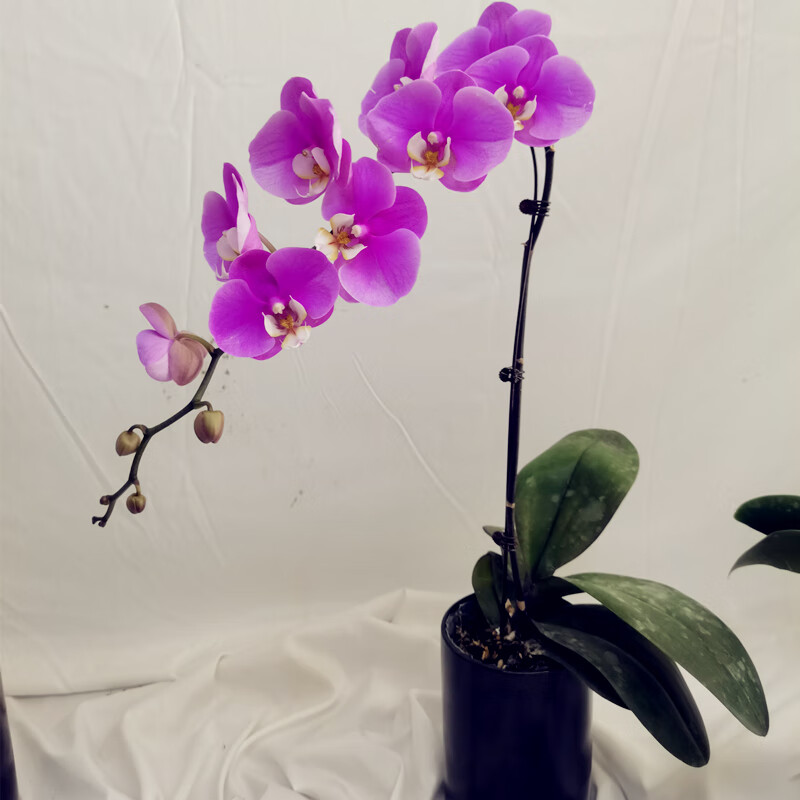 粉色蝴蝶兰安娜宝贝高档兰花送礼长辈客户前台领导花期长 安娜单支/不