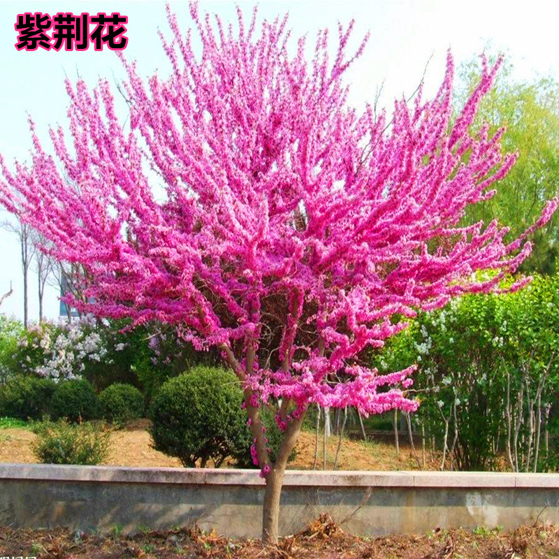 憶芗紫荆花树苗 丛生紫金花苗 满条红庭院开花植物花卉绿化工程苗木 3公分粗 其他