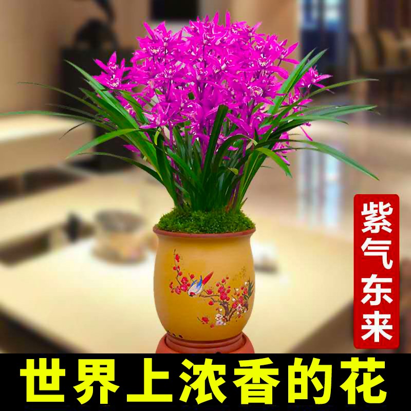 墨兰报岁兰夏带浓香花苞出售室内阳台好养花卉盆栽 紫气东来7苗(4 3)