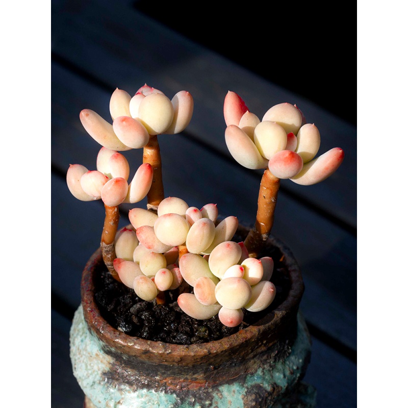 群生老桩多肉植物阳台四季盆栽肉肉绿植云南多肉 三日月美人3-4头老桩