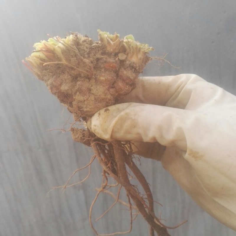 江影清三叶草老桩造型盆景球根微型盆景掌上微盆景红花酢浆草 红花三叶草10个头左右