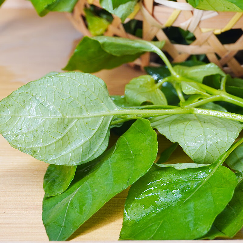 竹域绿线叶新鲜蔬菜野菜酒楼饭店农庄特色食材边炉煲汤上汤火锅绿线苗