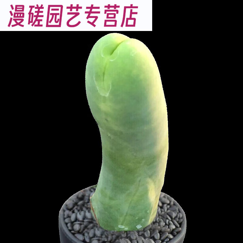 成程柱多肉植物一物一邪恶稀有仙人球仙人柱仙人掌 程程柱 掌 程 掌