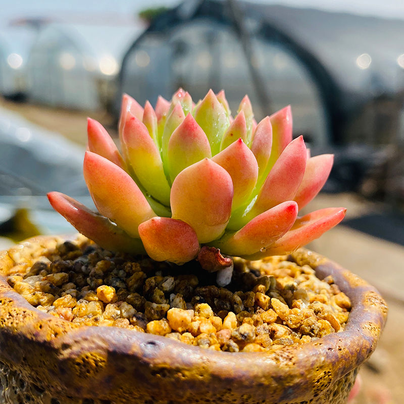 【精选】多肉植物马库斯老桩单头小老桩马库斯组合盆栽大型多肉带杆好