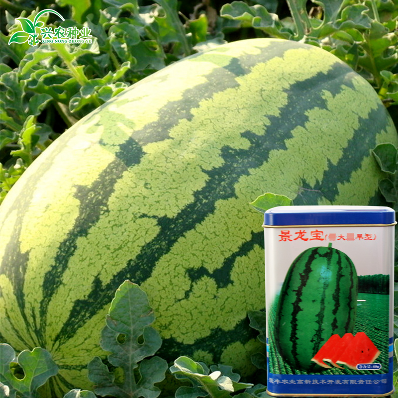 春枝韵少籽特甜花皮水果西瓜种子高产 早熟特大型景