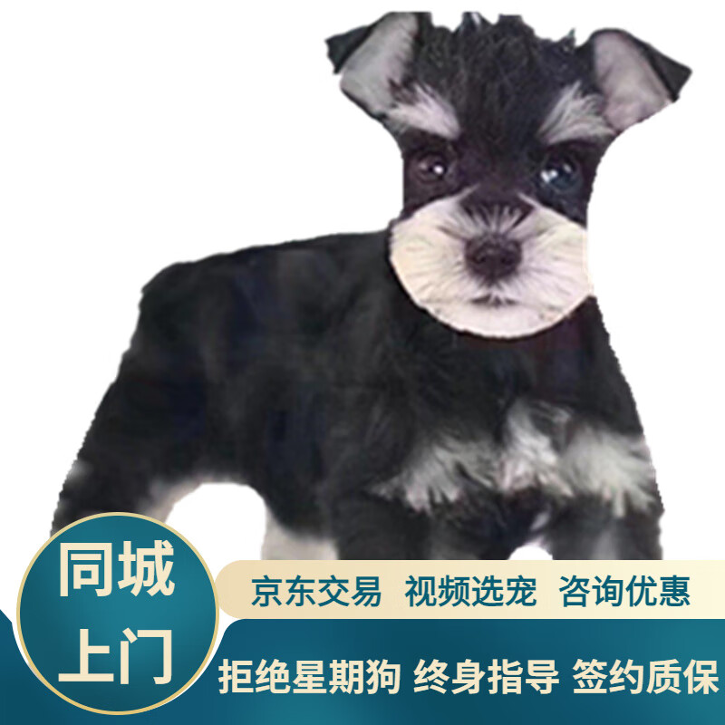 ���� ����ѩ���������ȮС��Ȯ���ﹷ�����幷 ���Ｖ1 ��