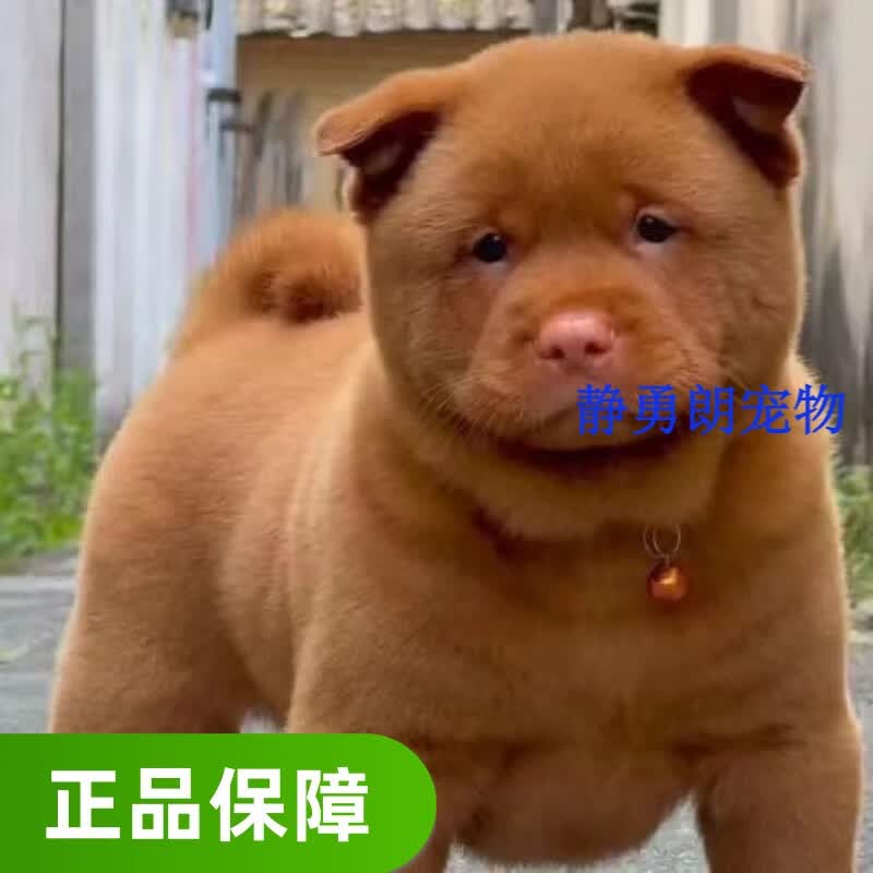 犬纯种中华田园犬广西土猎活体幼犬宠物土狗五红原产地 宠物级 山牛红
