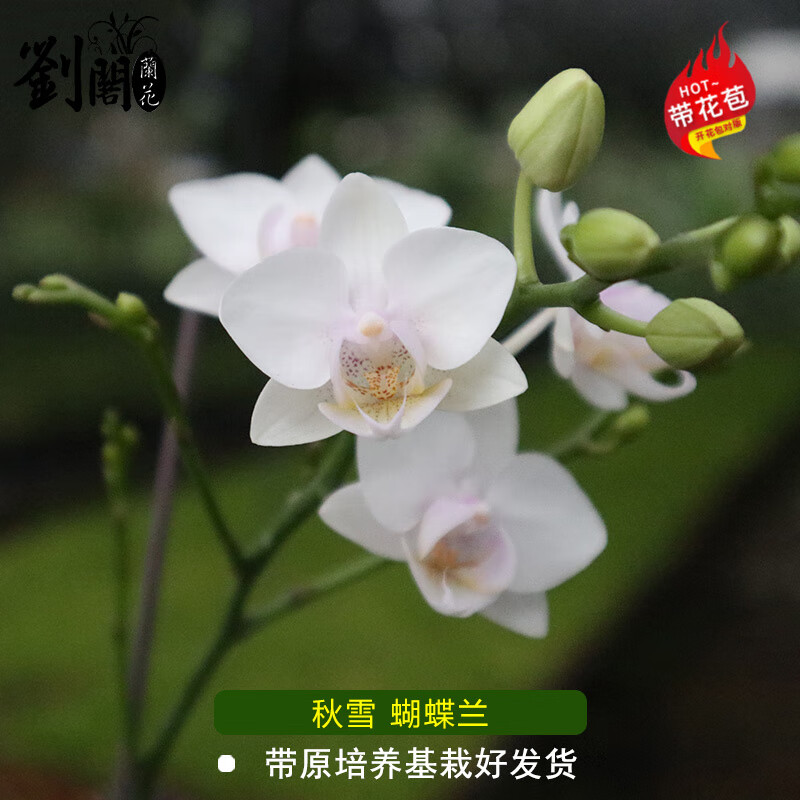 蘭花蝴蝶兰大花苗  现带花出售好养花卉盆栽客厅室内办公桌植物 秋雪