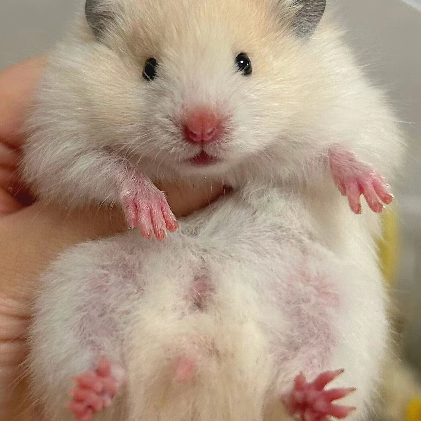 金丝熊仓鼠活物已打疫苗家养活体宠物长毛卷毛黑波利纯银鸽灰肉桂