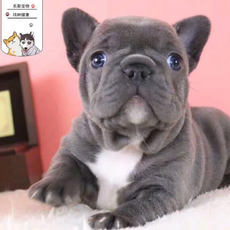 桓瑞宠物桓瑞宠物纯种宠物狗狗活体法国斗牛犬法牛幼犬幼崽奶白色中型