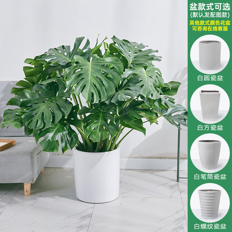 怎么查看大型绿植的历史价格|大型绿植价格走势