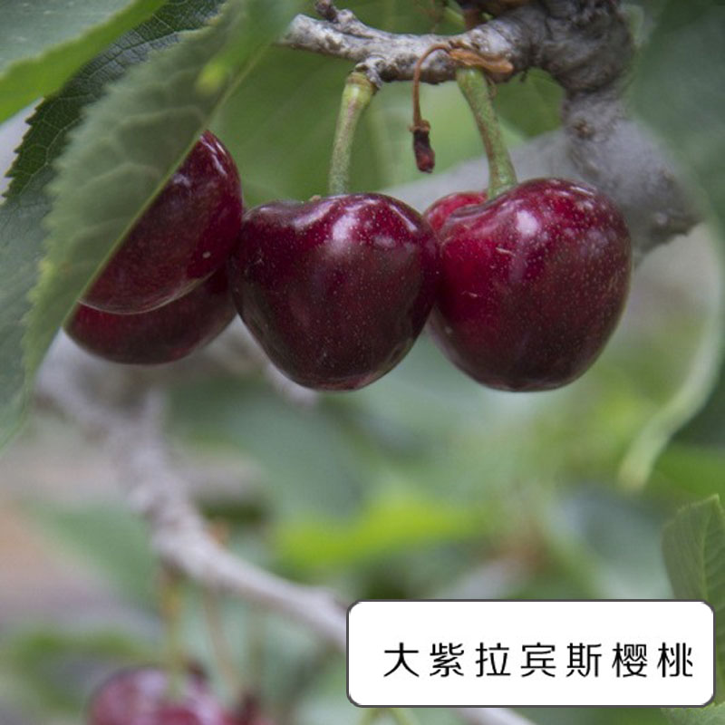 正宗大樱桃树苗 当年结果矮化樱桃树南方北方种植嫁接