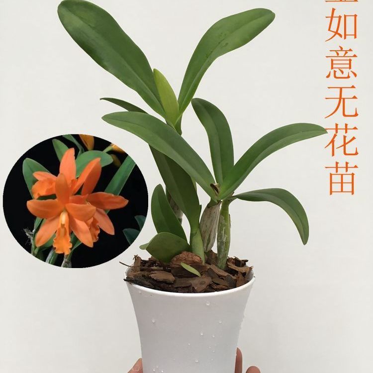 界梁山洋兰 卡特兰 兰花 花香可开花花苗 无花带盆种好包对版 金如意