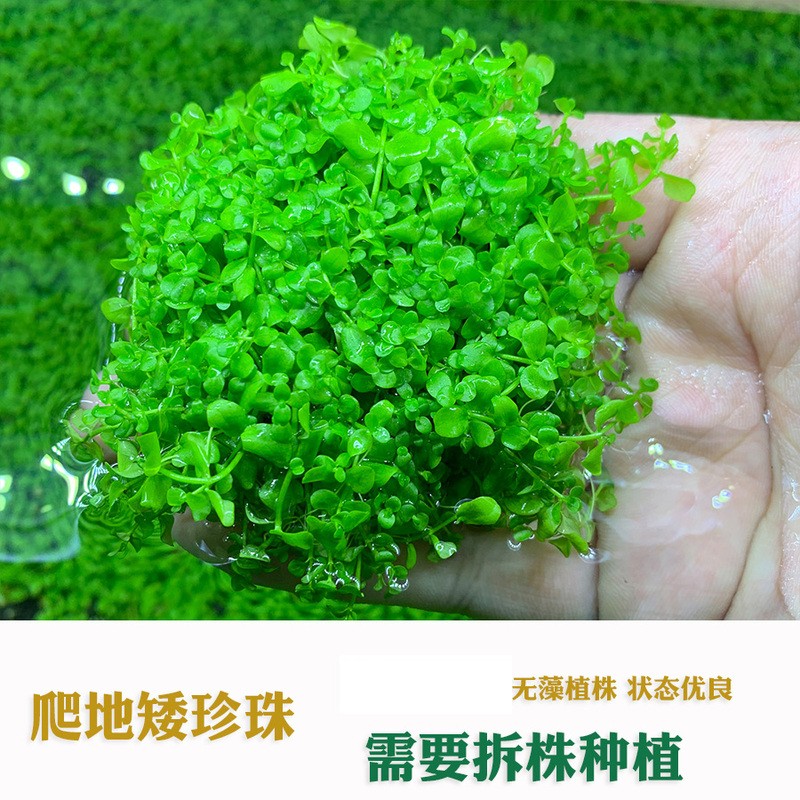 水草用品历史低价查询|水草用品价格历史