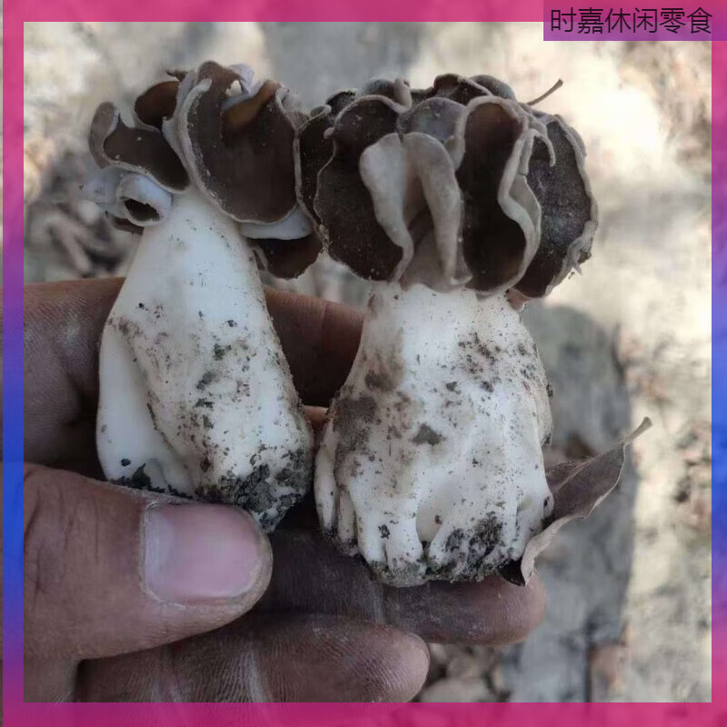 食怀新货新疆巴楚蘑菇野生新鲜皱柄羊肚菌100g干货胡杨菌菇煲汤 100g