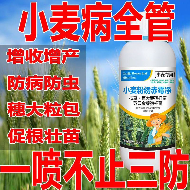 治小麦纹枯病锈病白粉全蚀病根腐病预防加治疗 小麦专用药1瓶*100毫升
