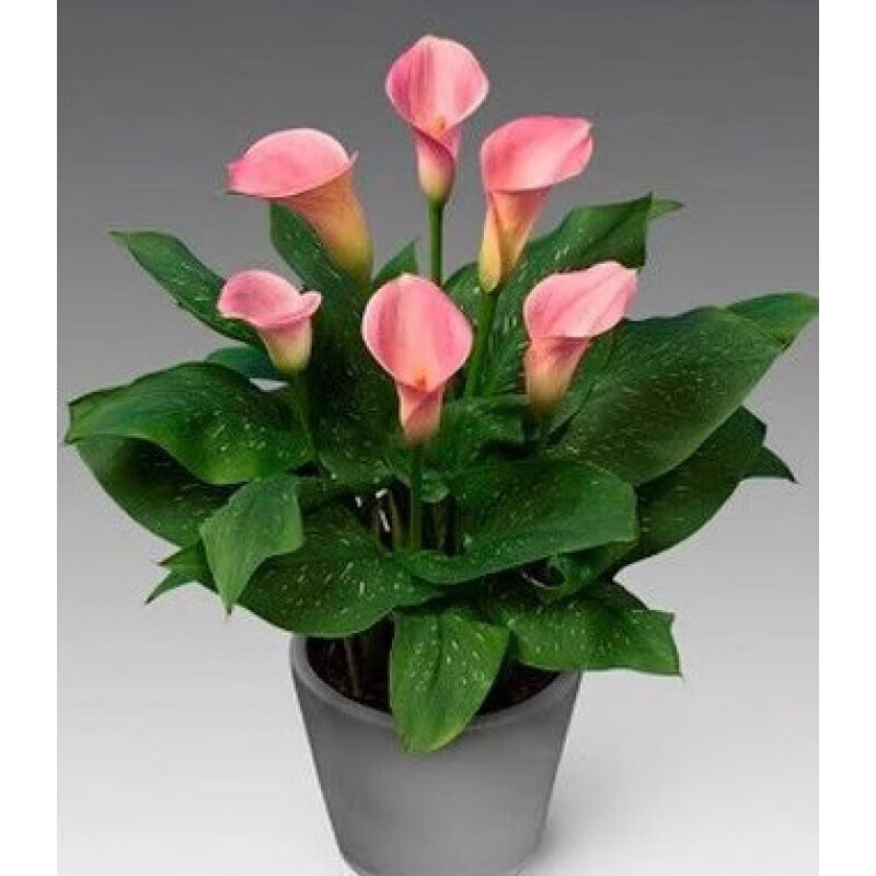 思取荷兰进口彩色马蹄莲种球阳台盆栽花卉大球块根四季种易活开花 玛