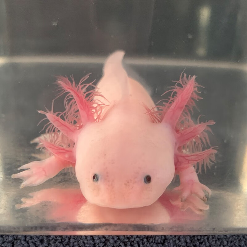 酷牧六角恐龙鱼宠物鱼活物淡水观赏鱼冷水鱼  4-7cm 小白龙 1条