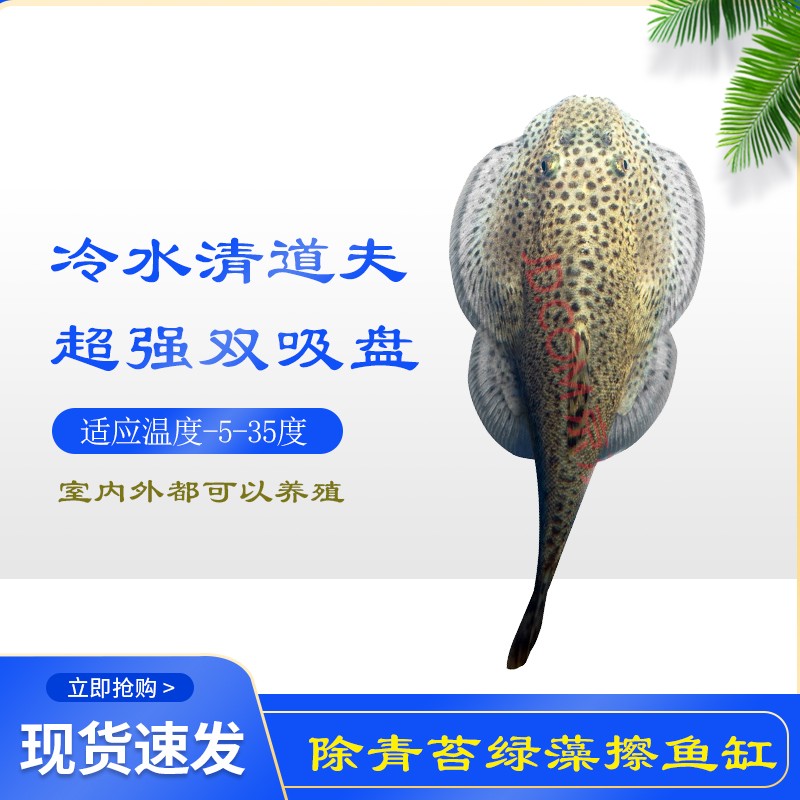 金鲁鱼琵琶鱼贵州吸鳅爬岩鳅小提琴鱼清道夫双吸盘鱼除藻除苔鱼活体