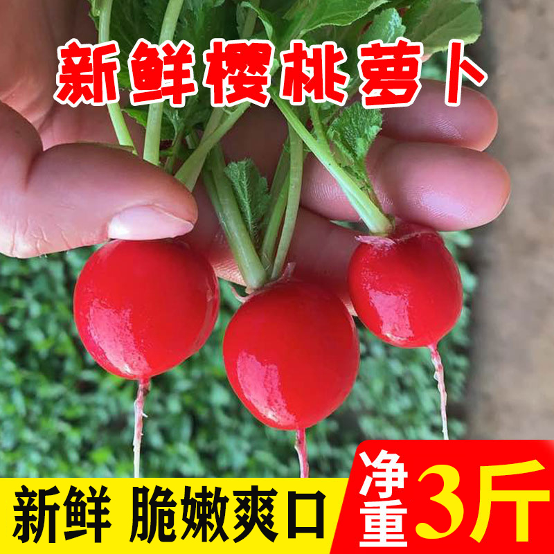 樱桃萝卜 新鲜生吃水果小萝卜蔬菜 当季红萝卜 1500g=3斤