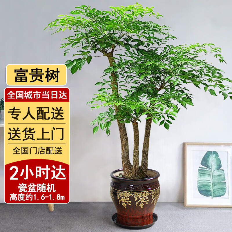 ܽ������԰����Сʱ����������ܽ�Ǯ��ɢβ�������������ֲ���ڿ�ҵ��Ǩ ������ 799.2Ԫ