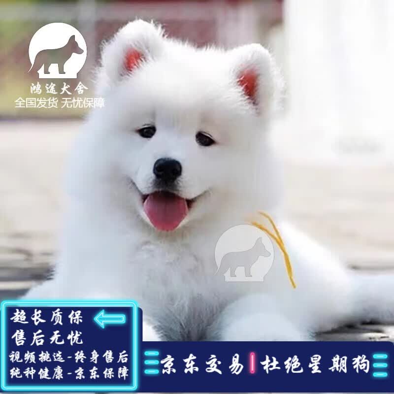 采缇萨摩耶幼犬 纯种微笑天使萨摩耶幼犬活体纯种宠物狗萨摩耶犬幼犬 宠物级 SSS级 母怎么样,好用不?