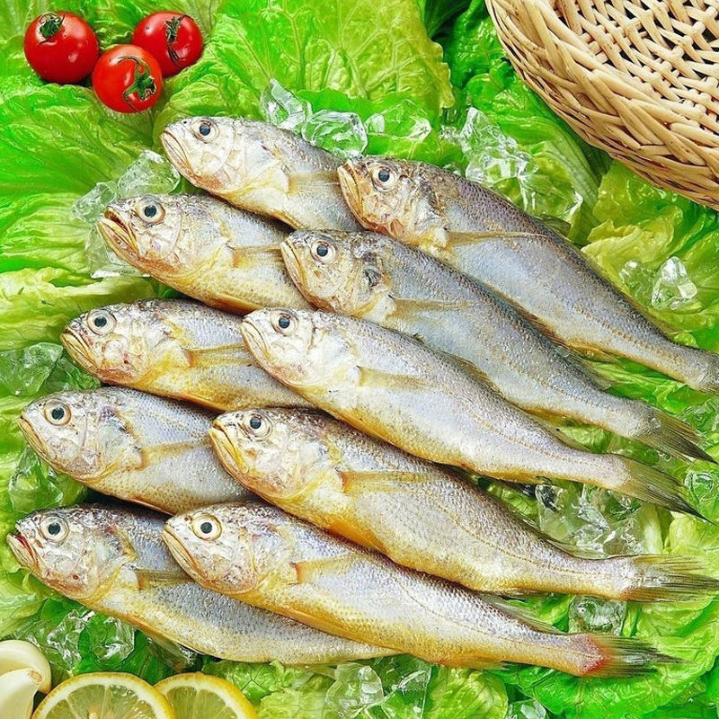 伯贤 青岛生鲜海捕黄花鱼新鲜小黄鱼海鲜水产 小黄花 五斤装