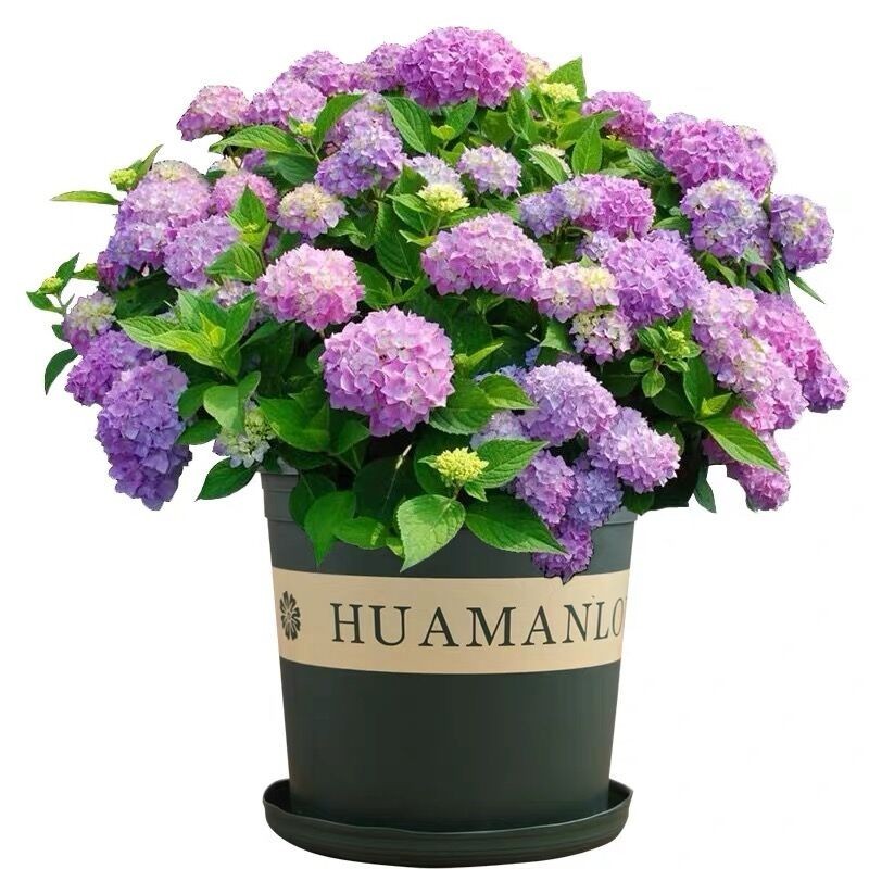 绣球花苗八仙花阳台盆栽庭院地栽耐寒花卉无尽夏四季开花老桩大花 地利沃【买三松一】 推荐5年老桩苗 当年开花多好成活