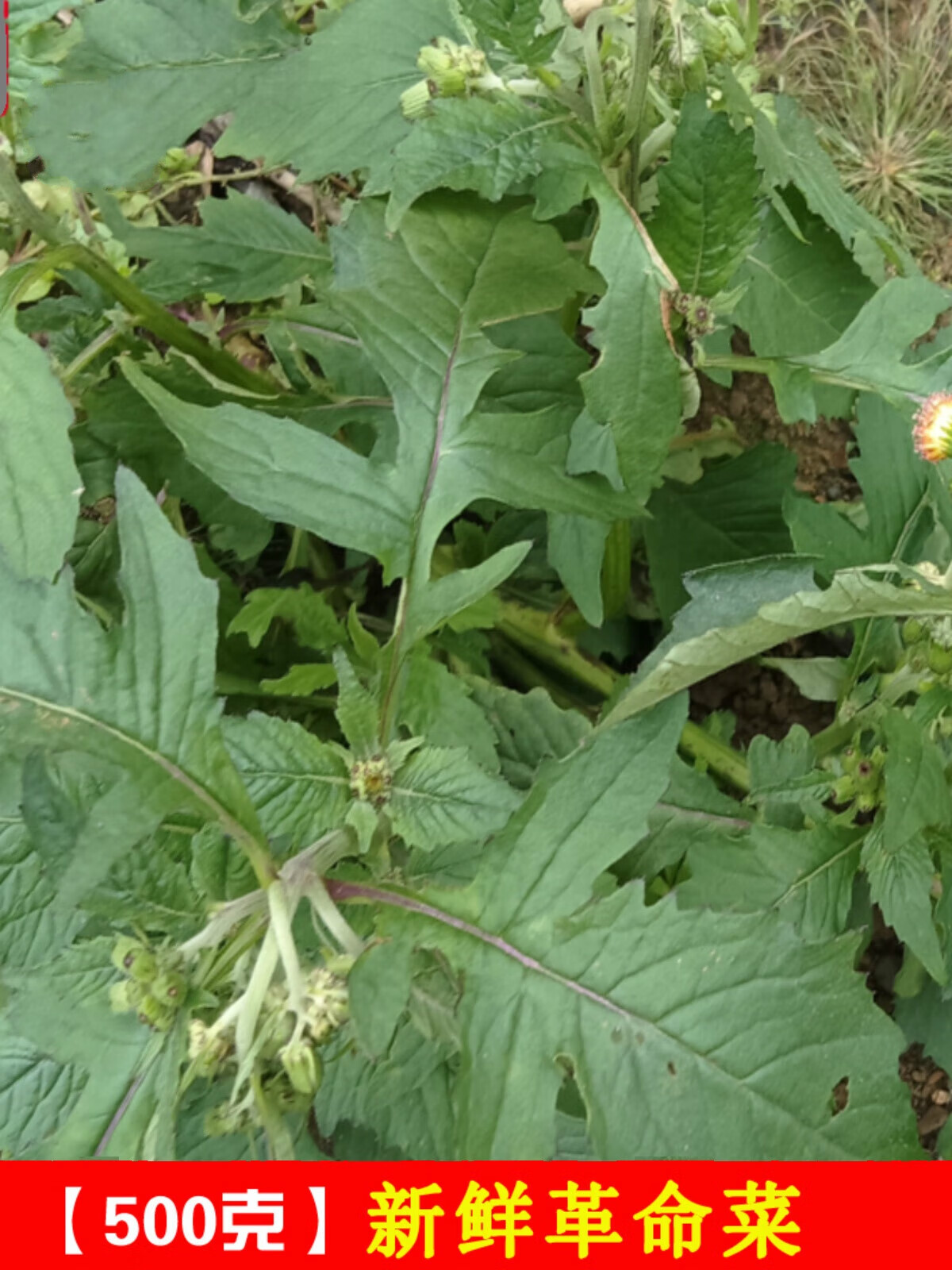 广西新鲜革命菜 现采假茼蒿满天飞飞机菜 野茼蒿 原生态野菜 现采鲜品